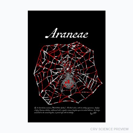 Araneae (Black Widow Spider) - 12" x 18" Framed Print artwork