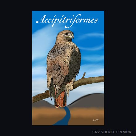 Accipitriformes (Red Tailed Hawk) 12" x 18" Framed Print artwork