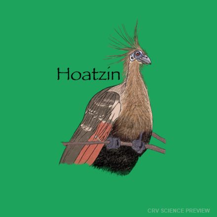 Hoatzin (Opisthocomus hoazin)- Bella Canvas T-Shirt artwork