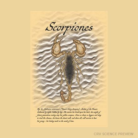 Scorpiones (Desert Hairy Scorpion) - 12" x 18" Framed Print artwork