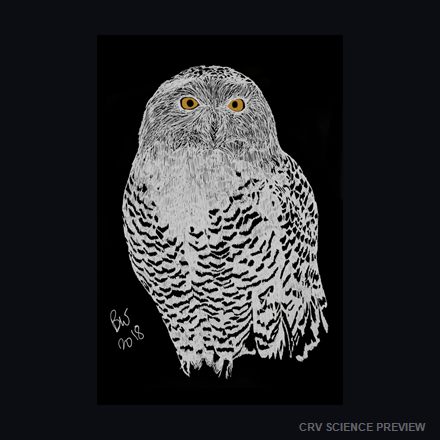 Snowy Owl (Bubo scandiacus) - 12" x 18" Framed Print artwork