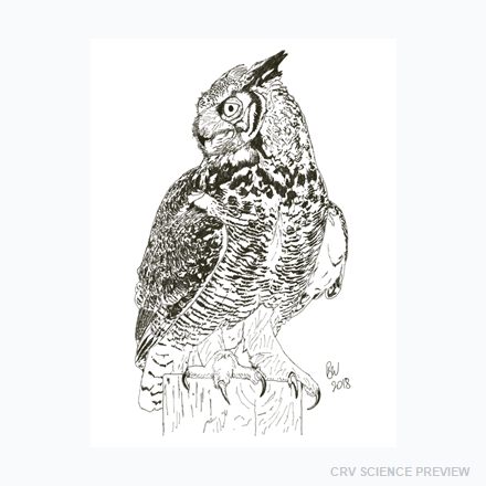 Great Horned Owl (Bubo virginianus) - 12" x 18" Framed Print artwork