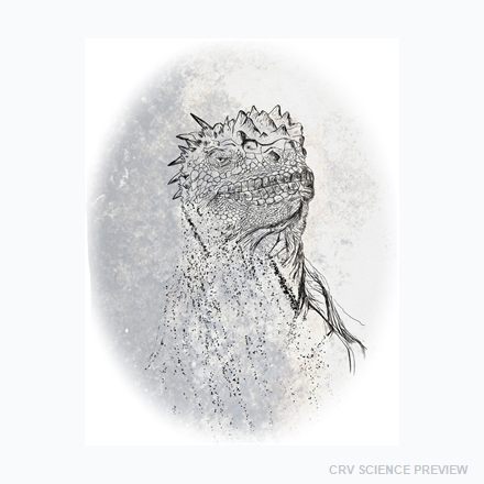 Marine Iguana (Amblyrhynchus cristatus) - 12" x 18" Framed Print artwork
