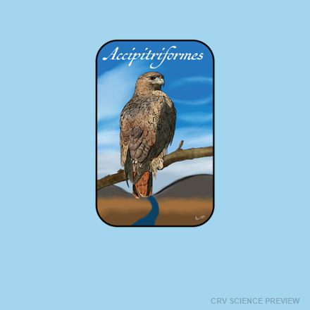 Accipitriformes (Red Tailed Hawk) - Bella Canvas T-Shirt artwork