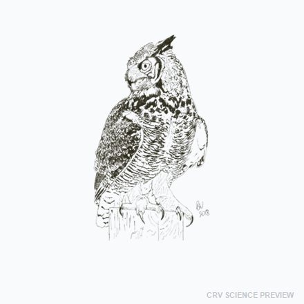 Great Horned Owl (Bubo virginianus) - Bella Canvas T-Shirt artwork