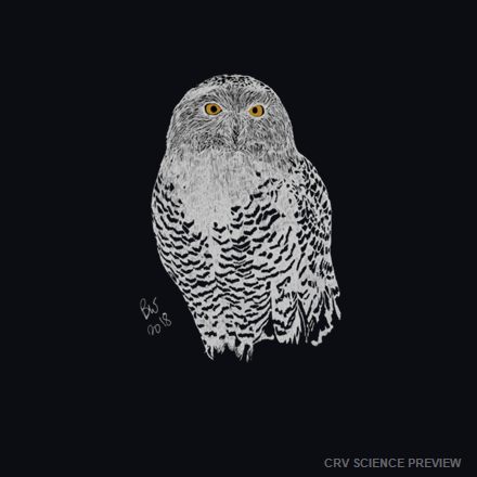 Snowy Owl (Bubo scandiacus) - Bella Canvas T-Shirt artwork