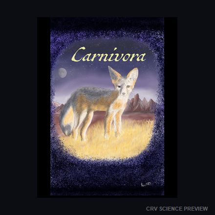 Carnivora (Kit Fox) - Thin Canvas Print artwork