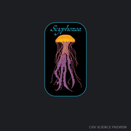 Scyphozoa (Sea Jellies) - Bella Canvas T-Shirt artwork