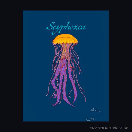 Scyphozoa (Sea Jellies) - Thin Canvas Print (Blue) artwork