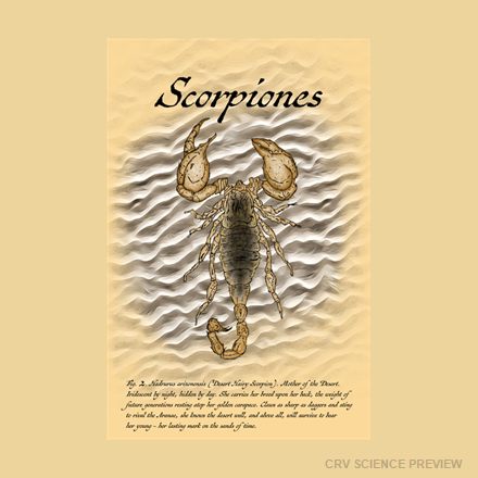 Scorpiones (Hadrurus arizonensis) - Standard Postcard 4"x6" artwork