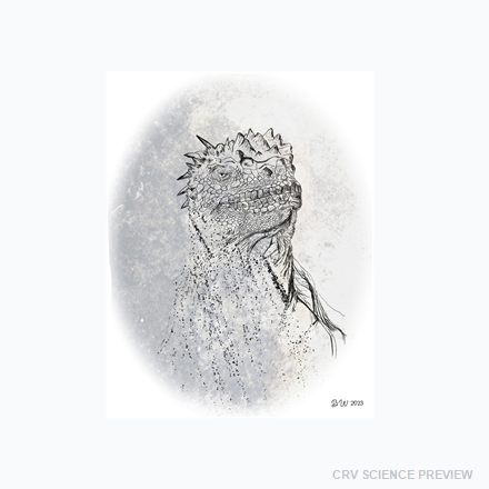Marine Iguana (Amblyrhynchus cristatus) - Standard Postcard 4"x6" artwork