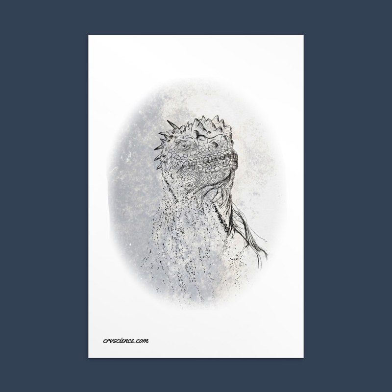 Marine Iguana (Amblyrhynchus cristatus) - Standard Postcard 4"x6"
