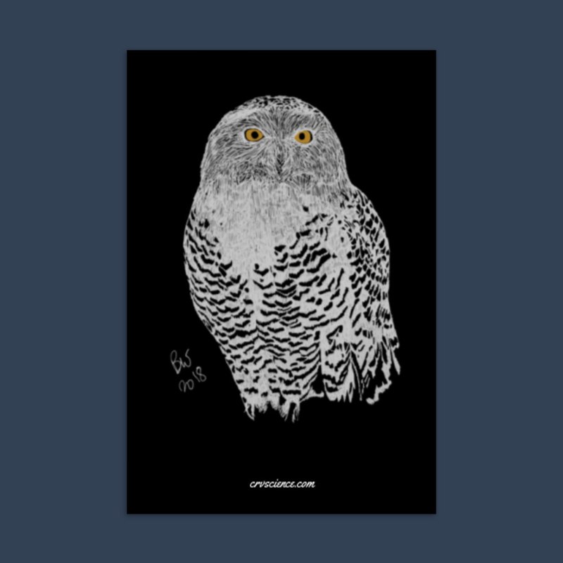 Snowy Owl (Bubo scandiacus) - Standard Postcard 4"x6"