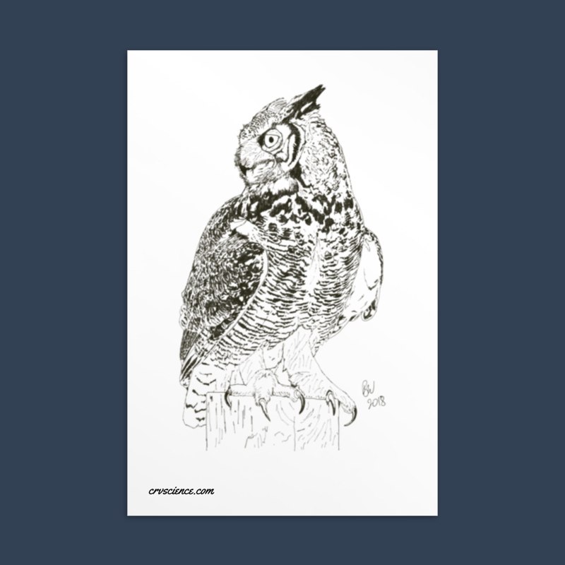 Great Horned Owl (Bubo virginianus) - Standard Postcard 4"x6"