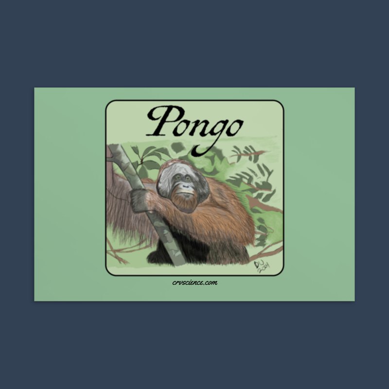 Pongo (Bornean Orangutan) - Standard Postcard 4"x6"