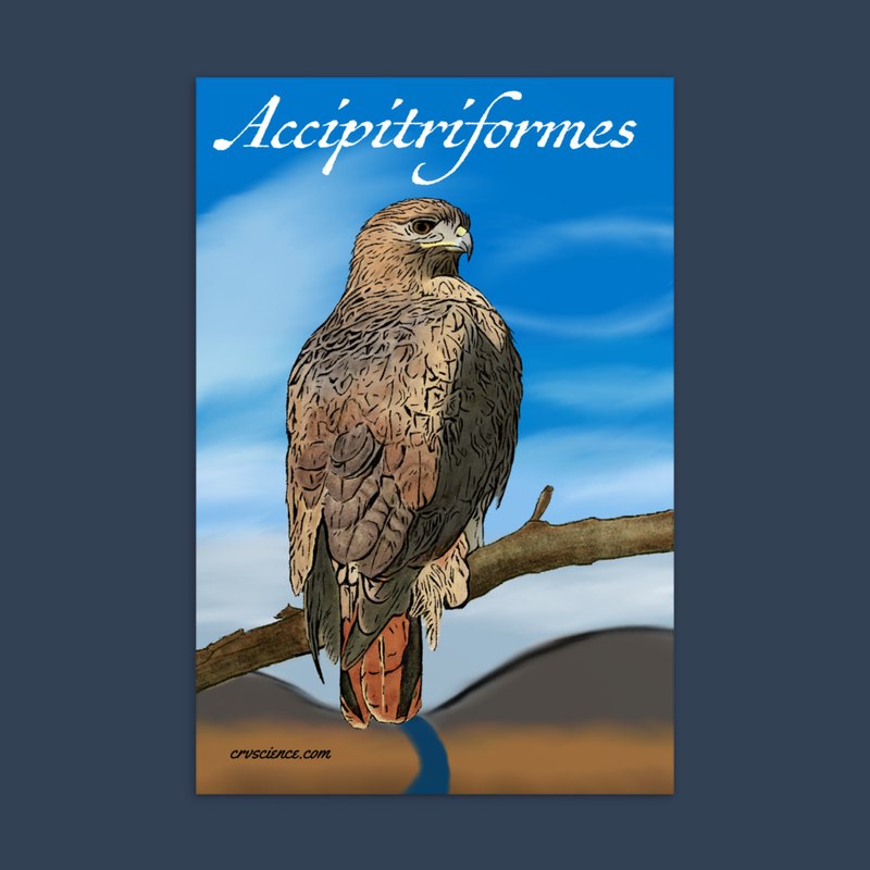 Accipitriformes (Red Tailed Hawk) - Standard Postcard 4"x6"