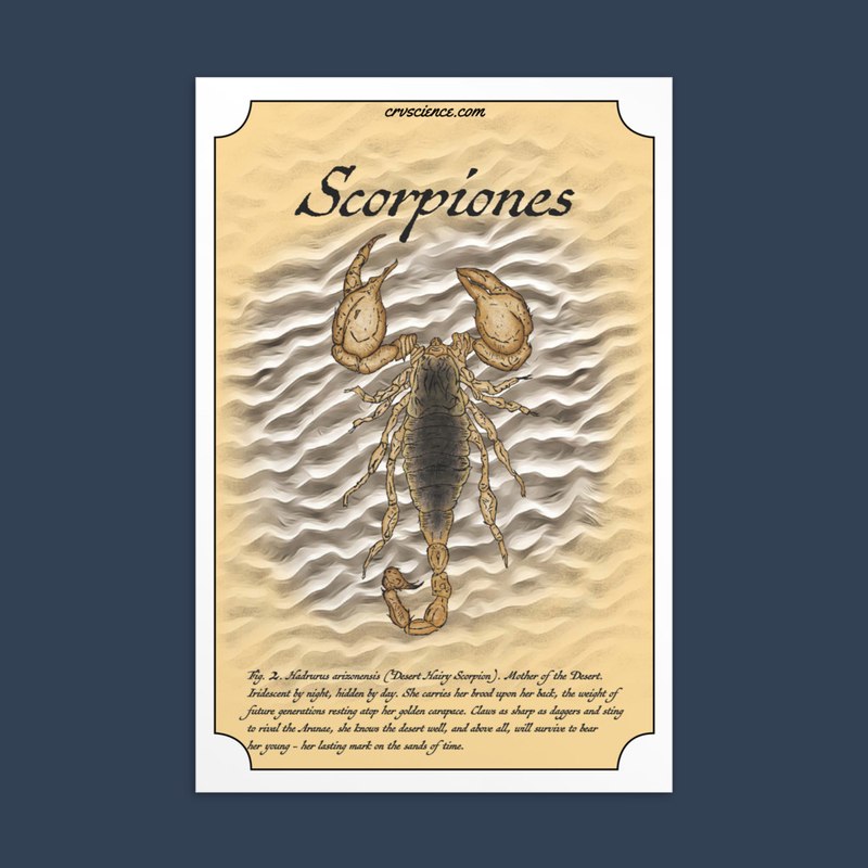 Scorpiones (Hadrurus arizonensis) - Standard Postcard 4"x6"