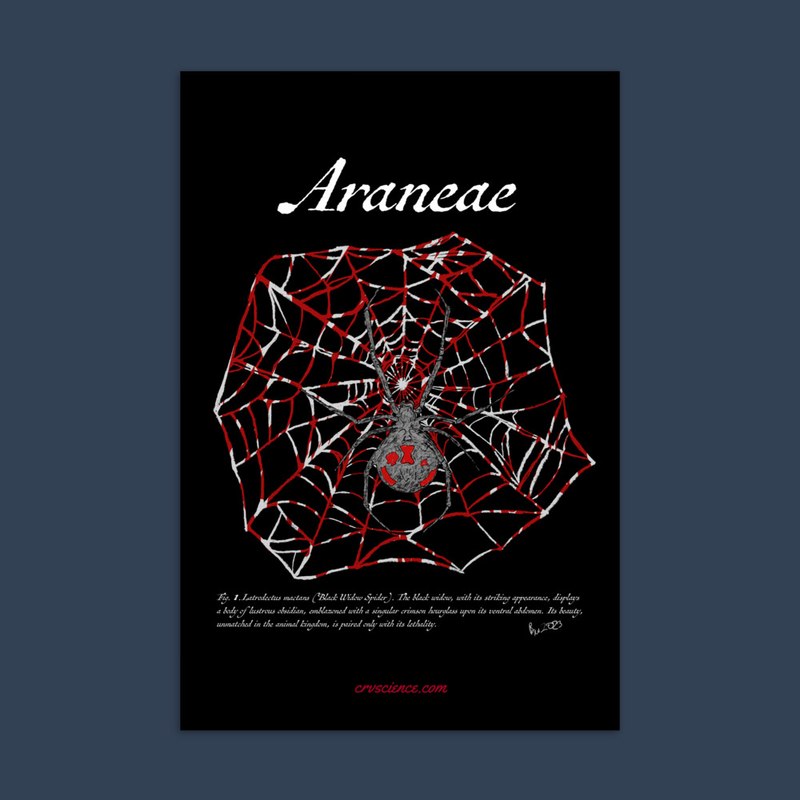 Araneae "Black Widow Spider" - Standard Postcard 4"x6"