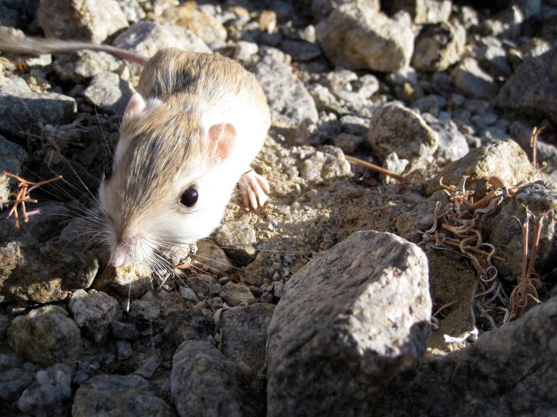 Discovering the Merriam's Kangaroo Rat: A Marvel of Adaptation and Conservation - Science Label