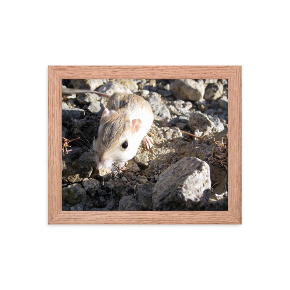Dipodomys merriami (Merriam's Kangaroo Rat) - Framed photo paper poster - Science Label
