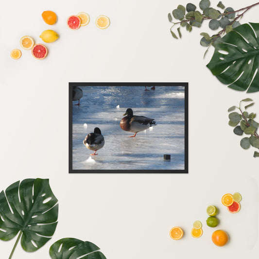 Ducks on Ice - Framed Poster Print - Science Label