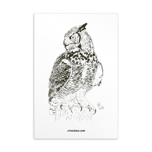 Great Horned Owl - 4"x6" Postcard - Science Label