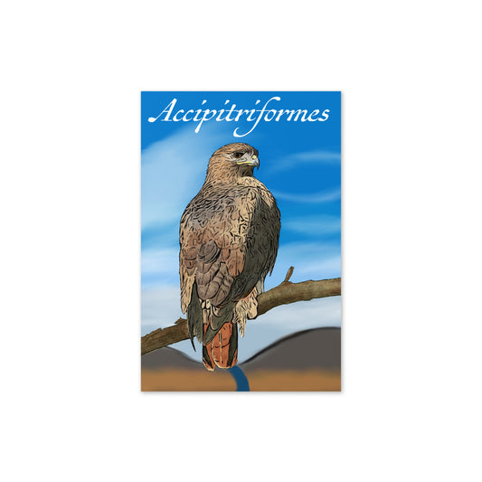 Accipitriformes - 4" x 6" Greeting card - Red-Tailed Hawk (Buteo jamaicensis)