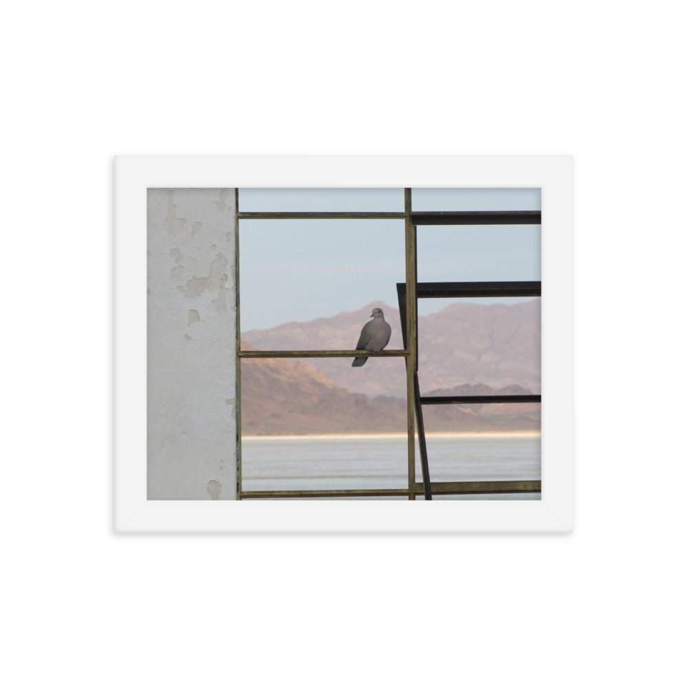 Pigeon (Mojave Desert) - Framed photo paper poster - Science Label