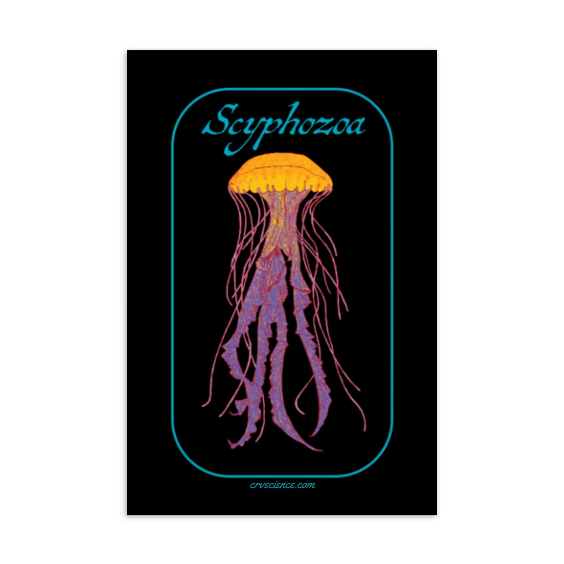 Scyphozoa - 4"x6" Postcard - Science Label