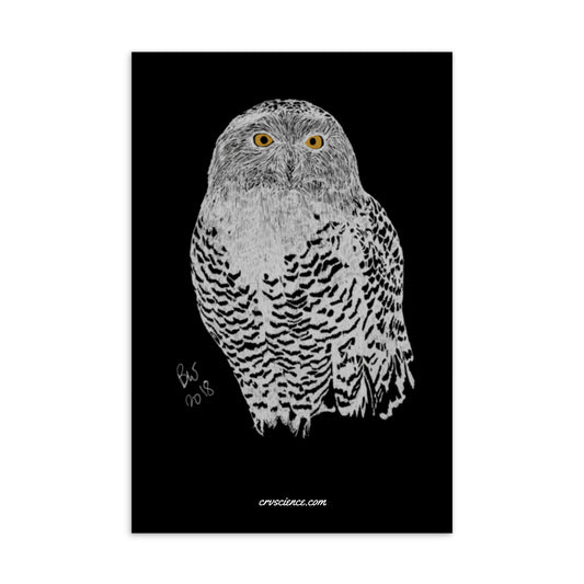 Snowy Owl - 4"x6" Postcard - Science Label