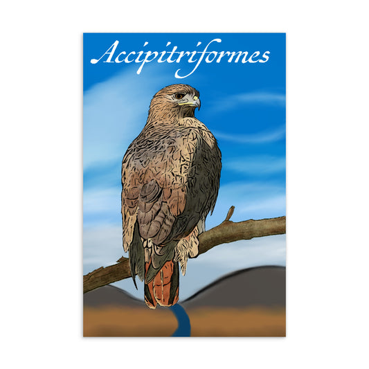 Accipitriformes - 4" x 6" Postcard - Red-Tailed Hawk (Buteo jamaicensis)