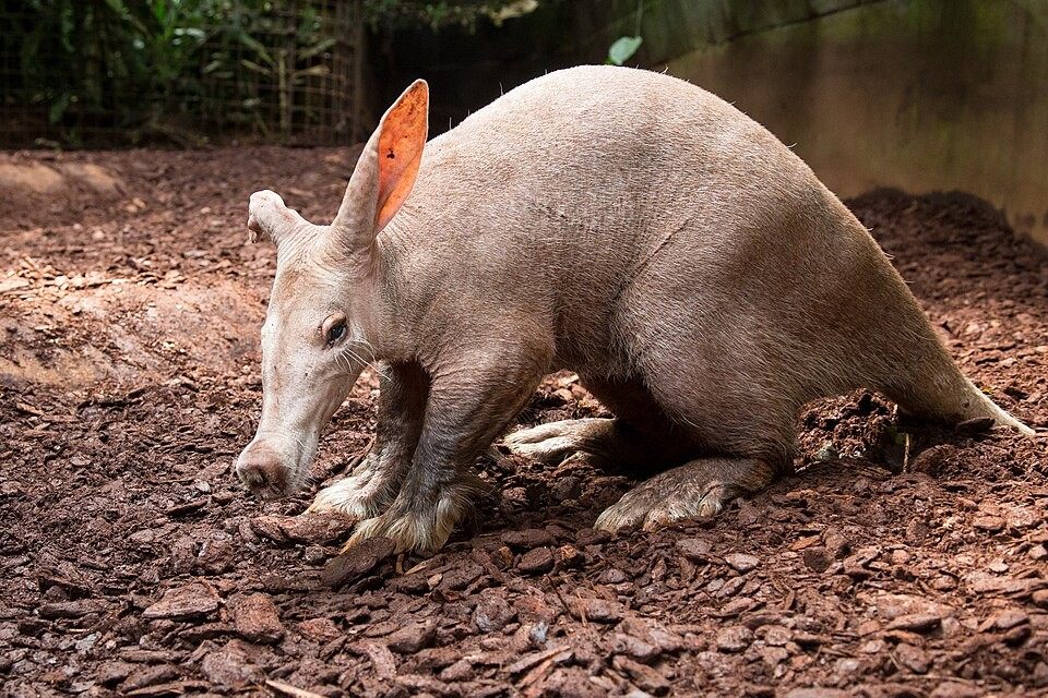 Photo of Aardvark (Orycteropus afer)
