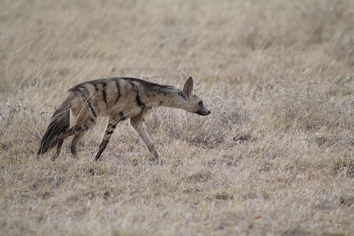 Photo of Aardwolf (Proteles cristata)