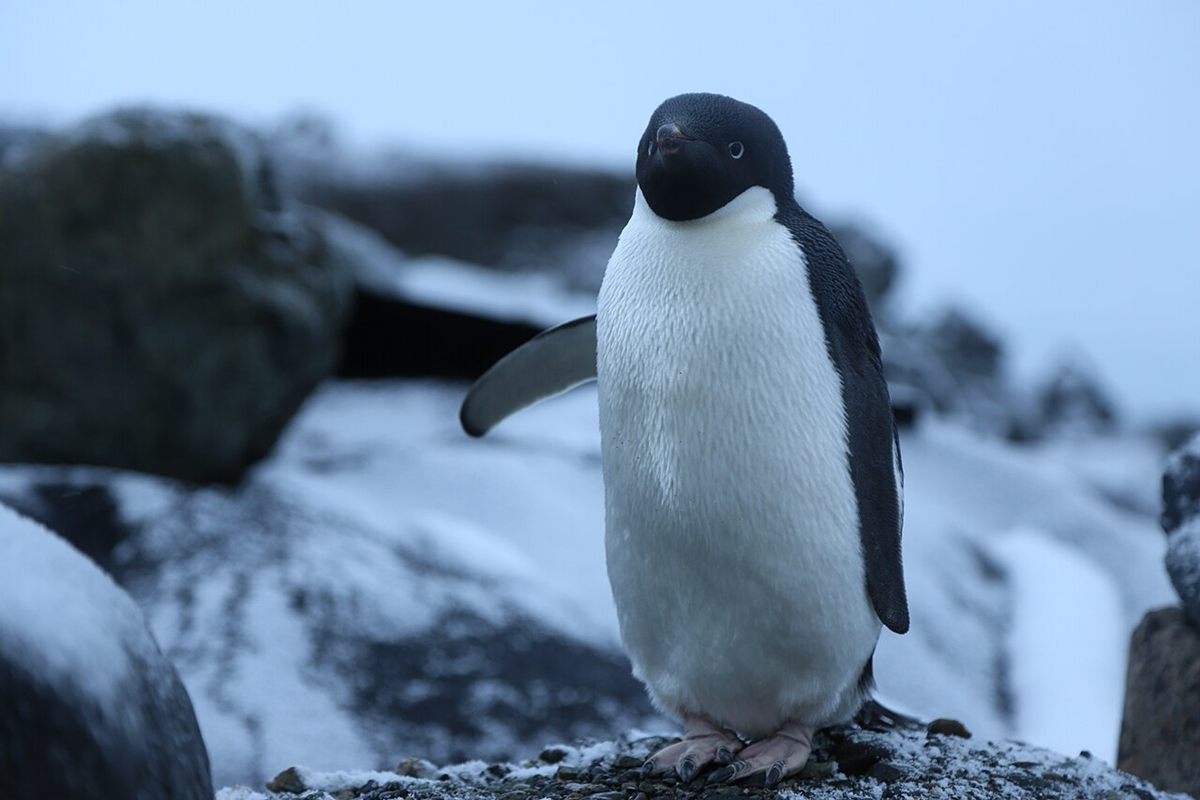 Photo of Adelie Penguin (Pygoscelis adeliae)