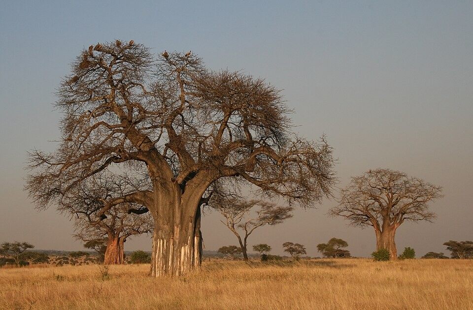 Photo of African Baobab (Adansonia digitata)