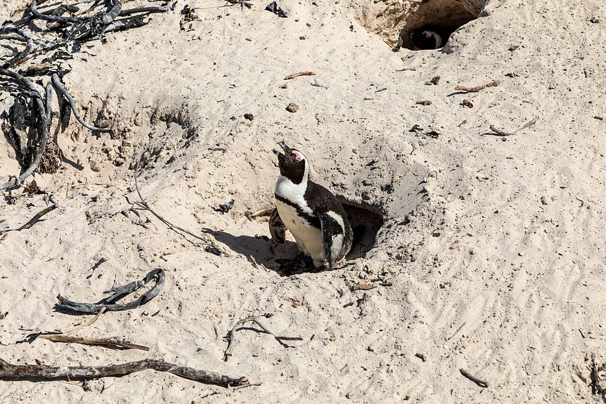 Photo of African Penguin (Spheniscus demersus)