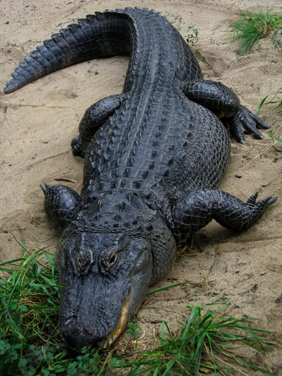 Photo of American Alligator (Alligator mississippiensis)