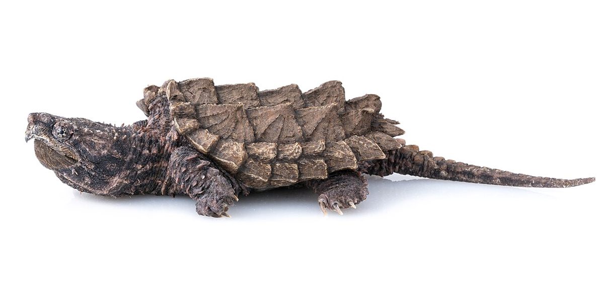 Photo of Alligator Snapping Turtle (Macrochelys temminckii)