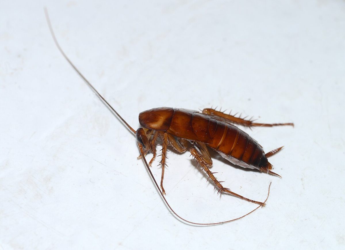 Photo of American Cockroach (Periplaneta americana)