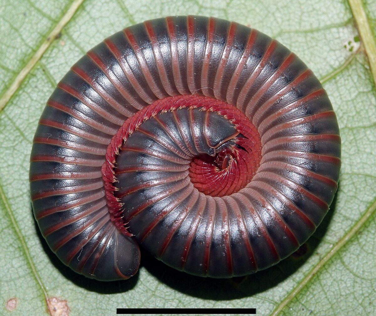 Photo of American Giant Millipede (Narceus americanus)