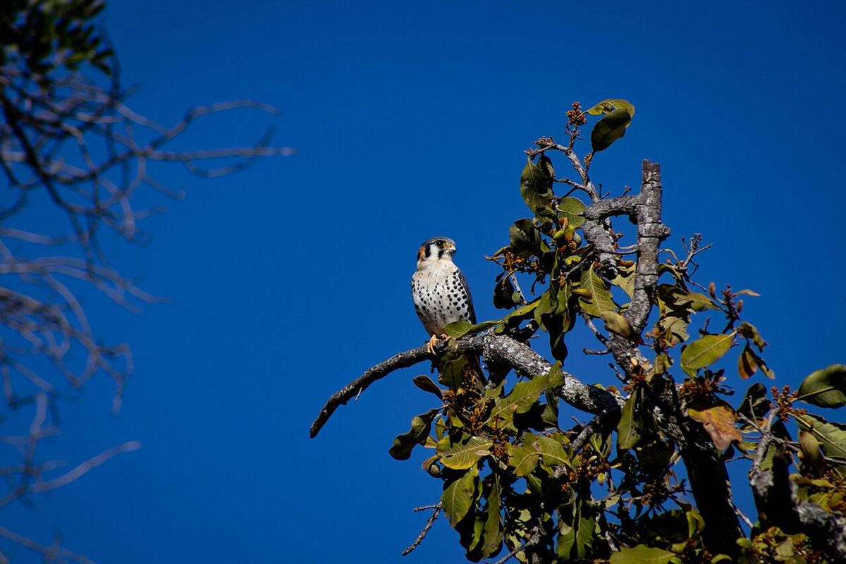 Photo of American Kestrel (Falco sparverius)