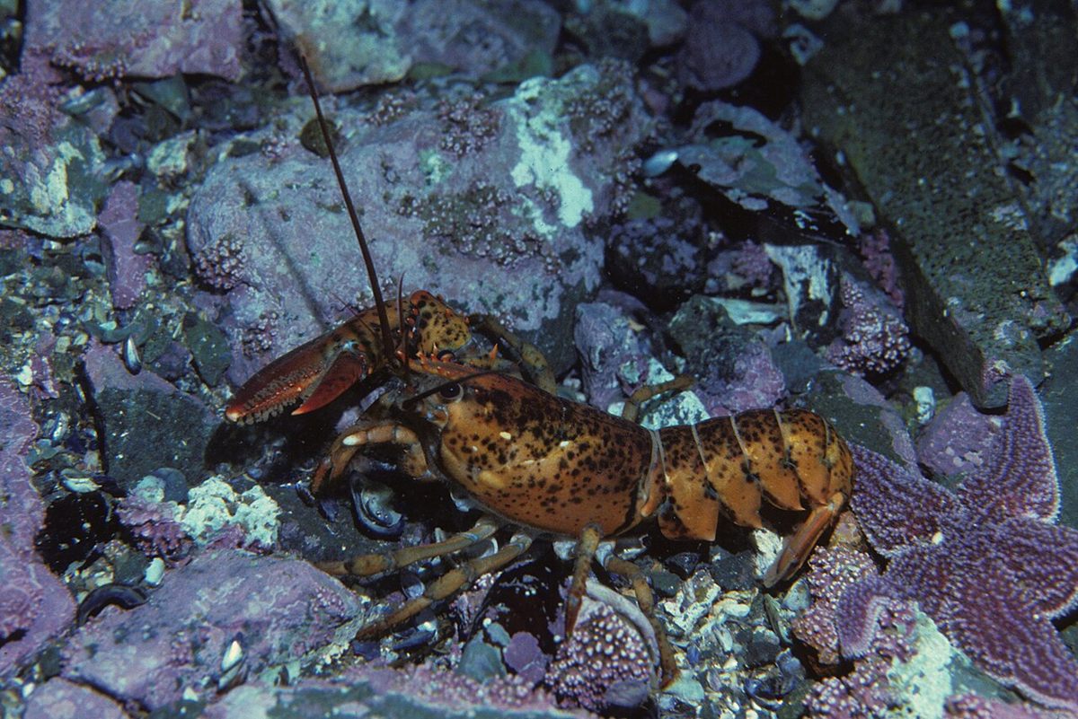 Photo of American Lobster (Homarus americanus)