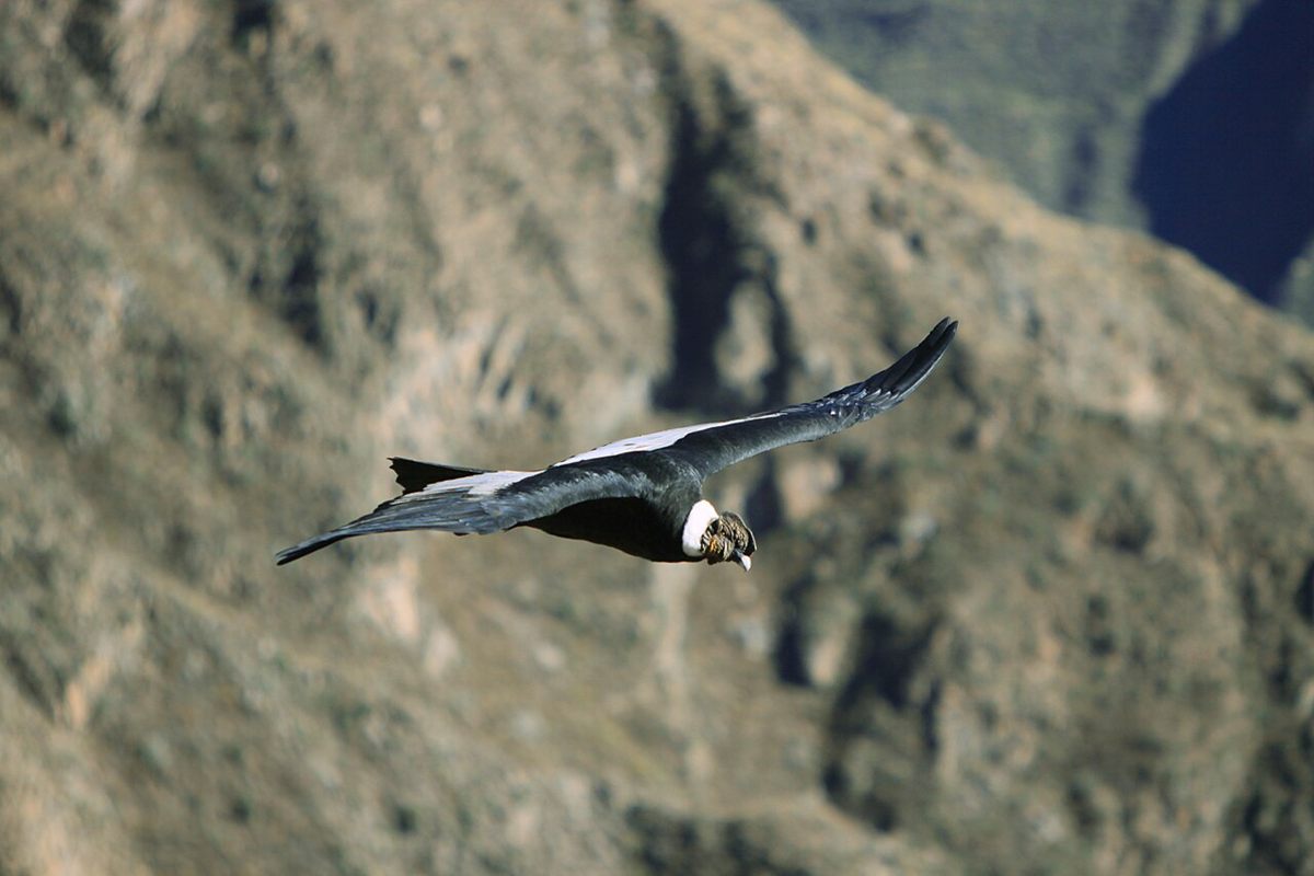 Photo of Andean Condor (Vultur gryphus)