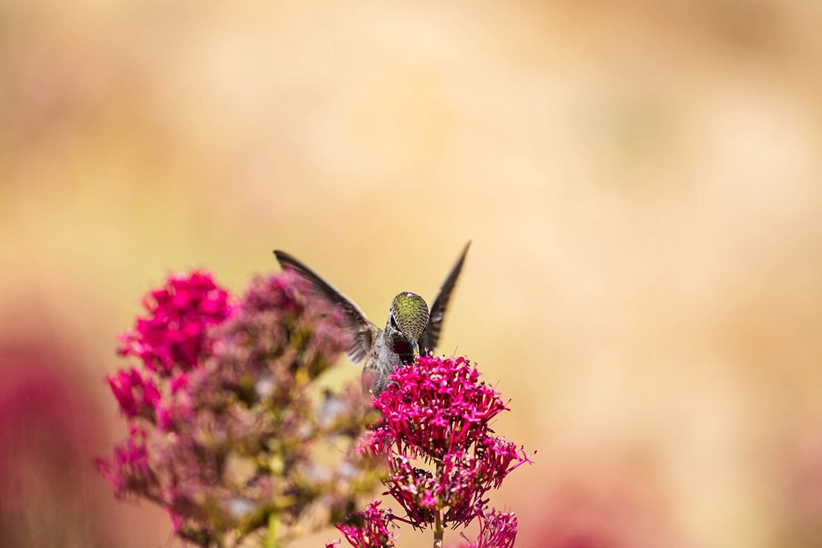 Photo of Anna's Hummingbird (Calypte anna)