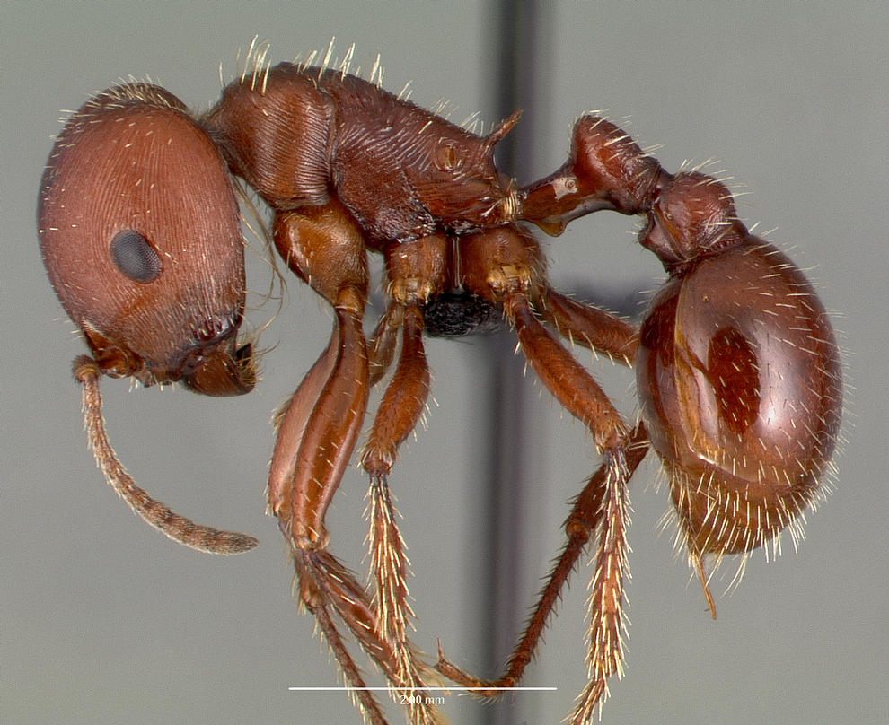 Photo of Red Harvester Ant (Pogonomyrmex barbatus)