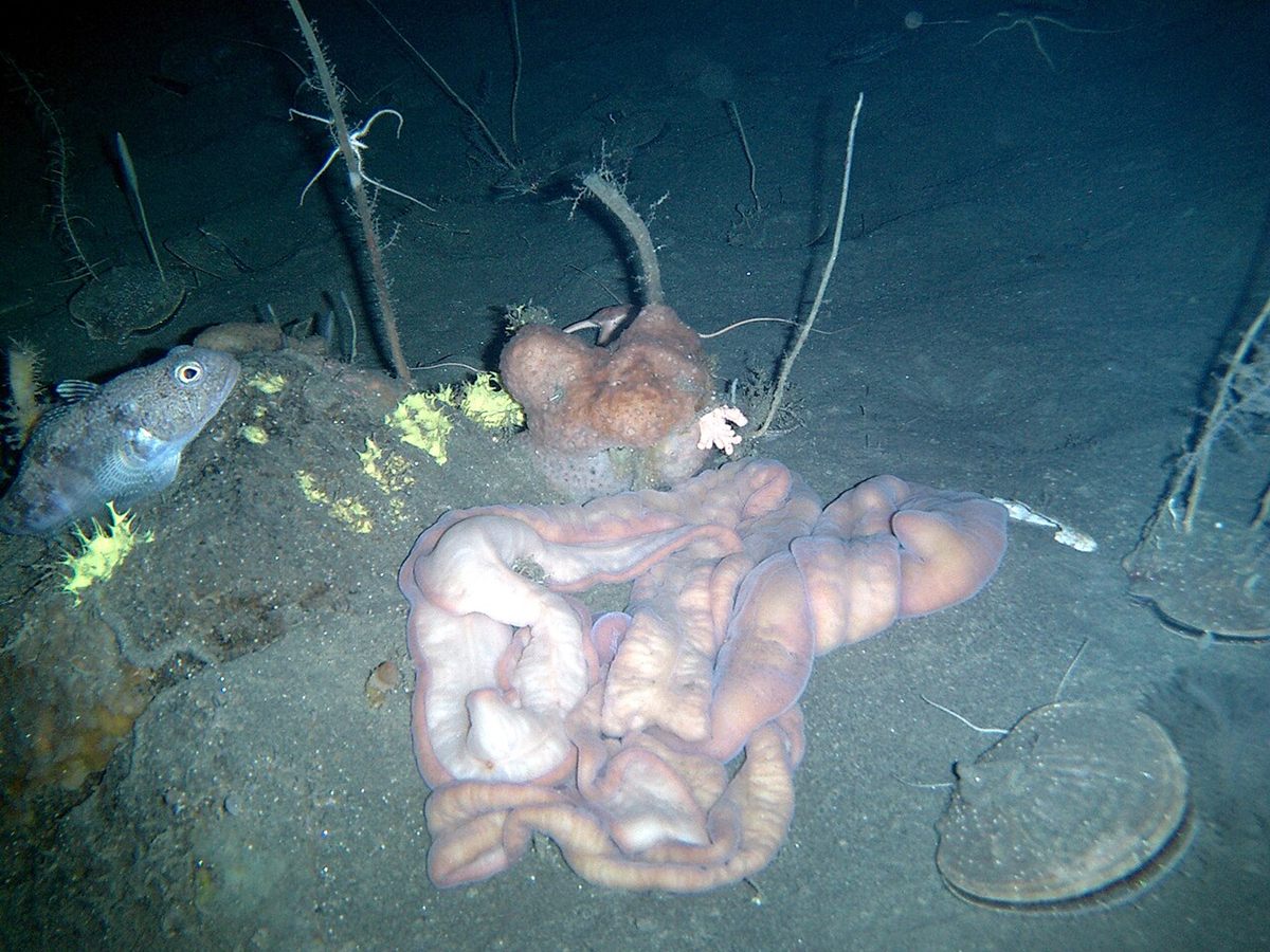 Photo of Antarctic Giant Ribbon Worm (Parborlasia corrugatus)
