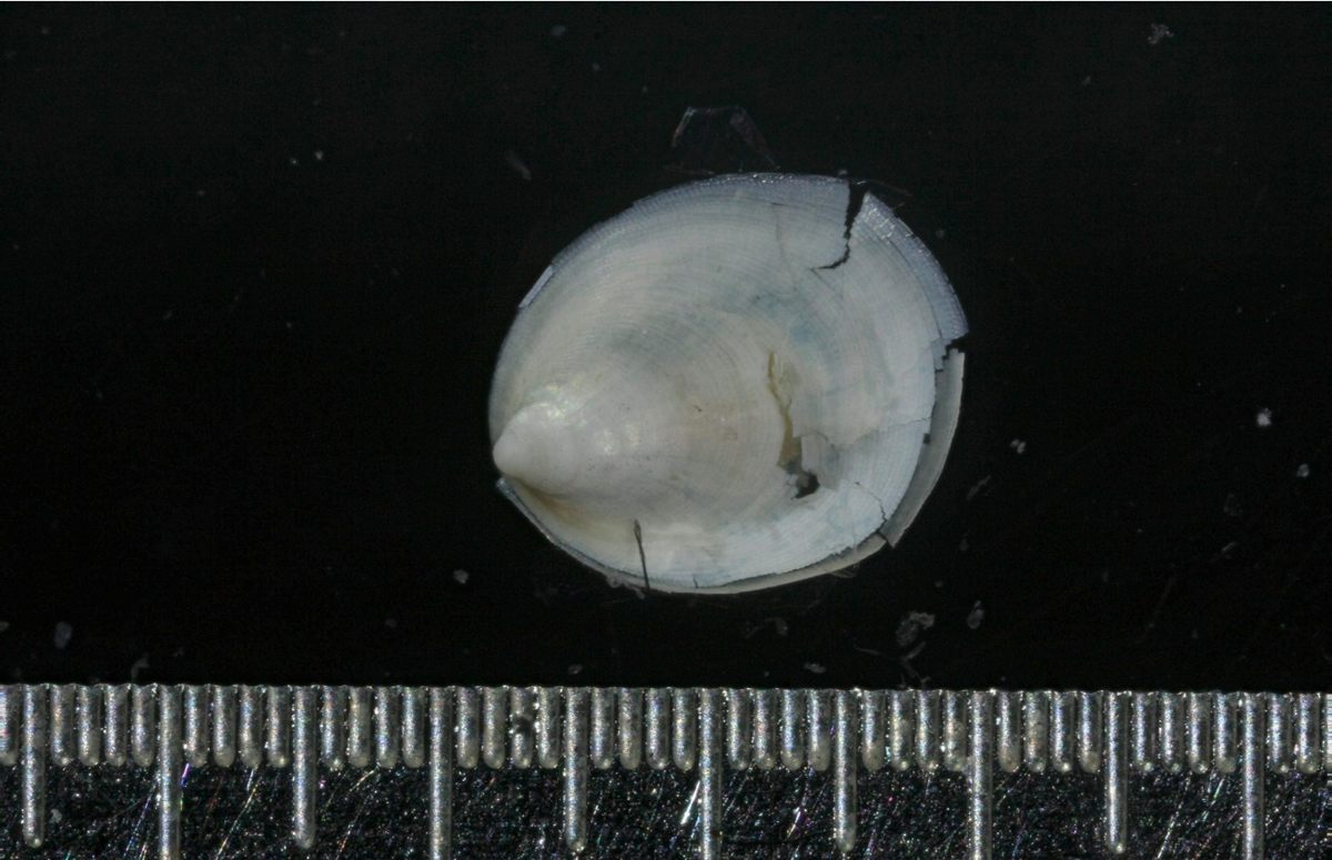 Specimen photo of Antarctic Laevipilina (Laevipilina antarctica)