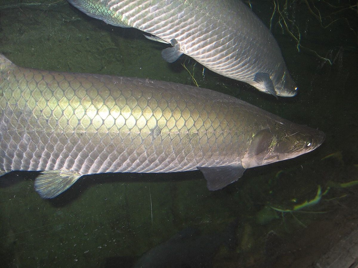 Photo of Arapaima (Arapaima gigas)