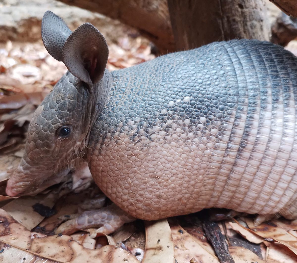 Photo of Nine-banded Armadillo (Dasypus novemcinctus)