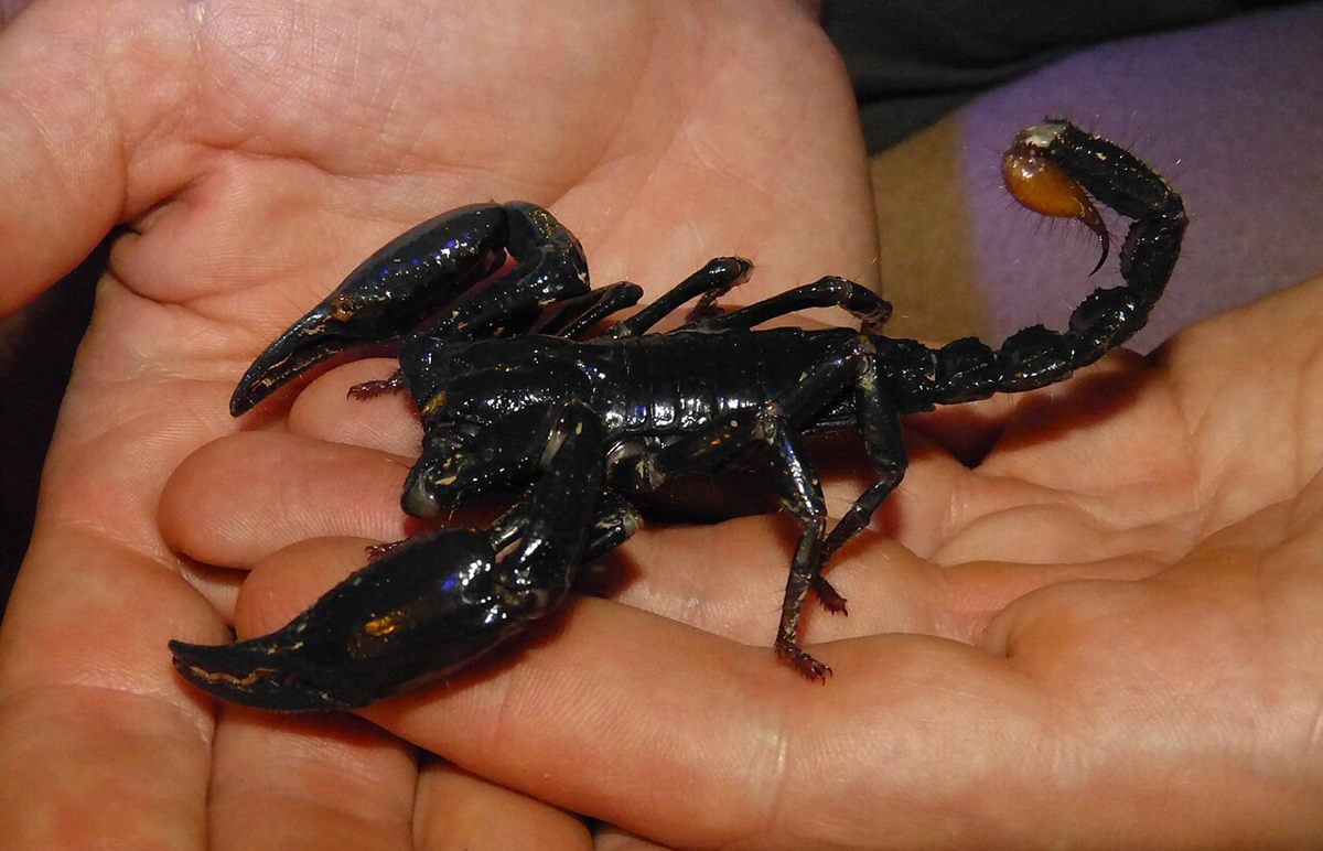 Photo of Asian Forest Scorpion (Heterometrus spinifer)